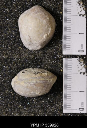 Kingena wacoensis