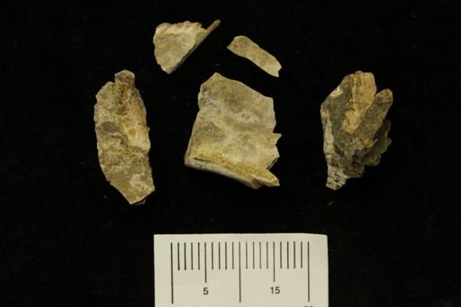 undet. Mollusca