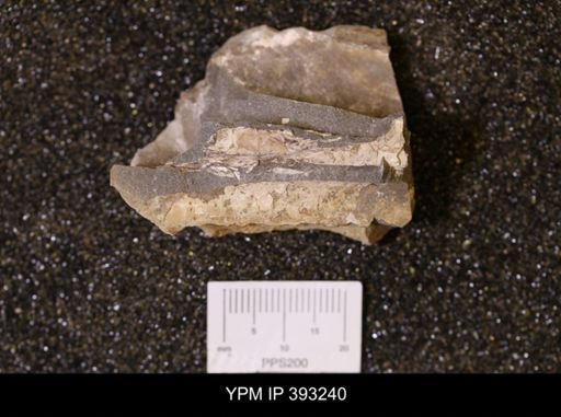 Baculites sp.