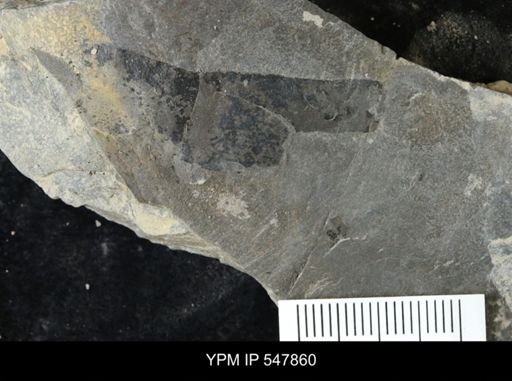 undet. Eurypterida