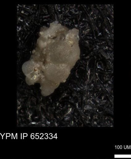 undet. Foraminiferida