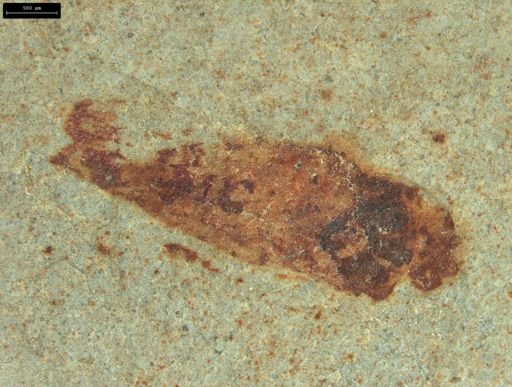 undet. Auchenorrhyncha
