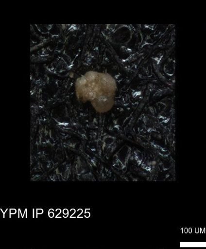 undet. Rugoglobigerinidae