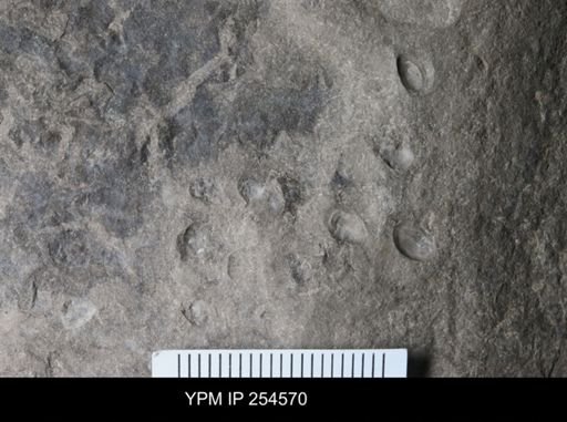 Ostracoda