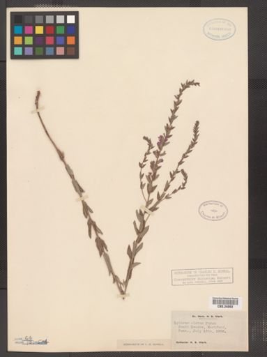 Lythrum alatum