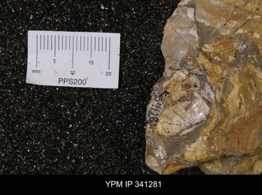 Inoceramus sp.