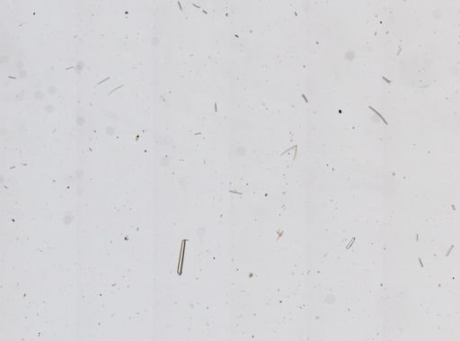 cf. Hyattella