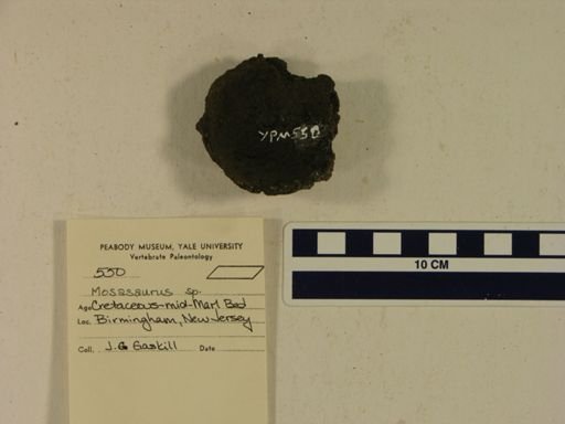 Mosasaurus sp.