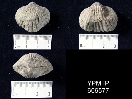 Rhynchotrema perlamellosum