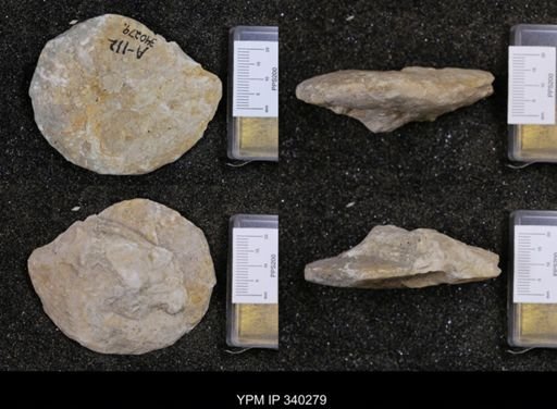 Sphenodiscus pleurisepta