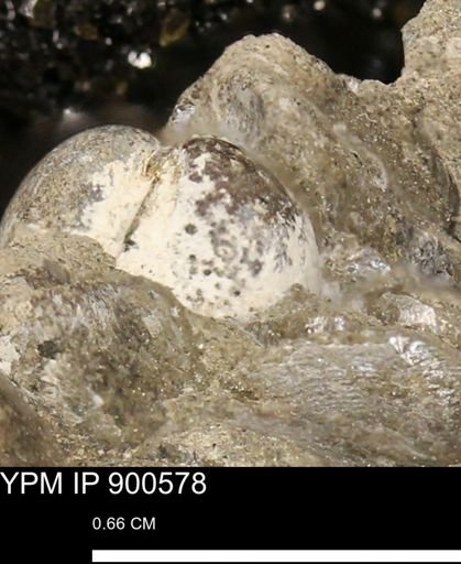 undet. Bivalvia