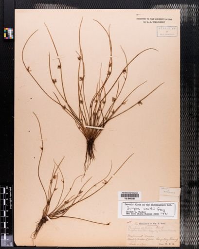 Scirpus smithii