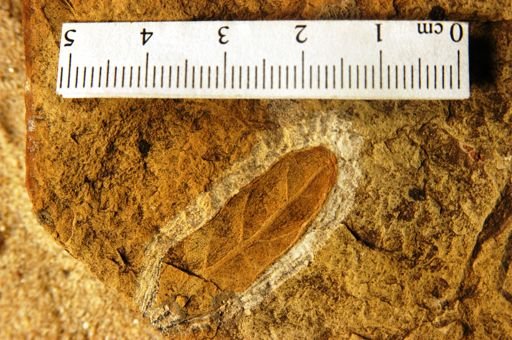 Diospyros oregoniana