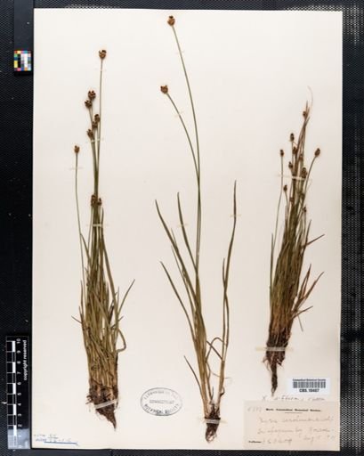 Xyris caroliniana