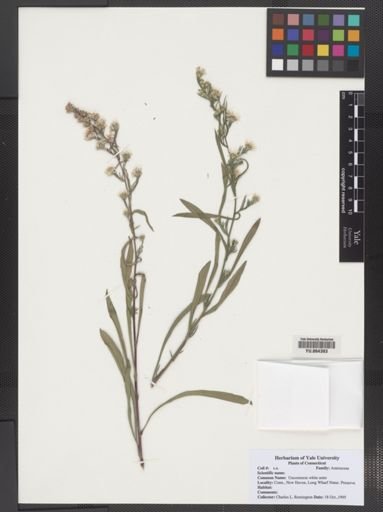 Aster