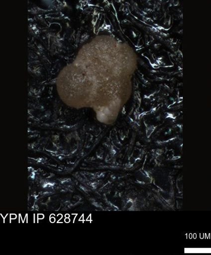 undet. Foraminiferida