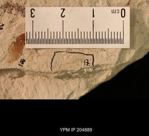 Probnis speciosa