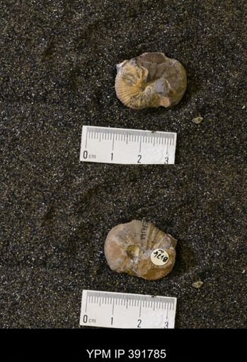 Scaphites whitfieldi
