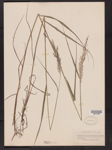 Calamagrostis canadensis
