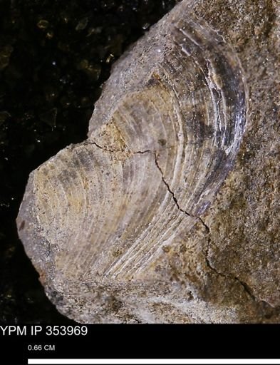 Limopsis striatopunctatus