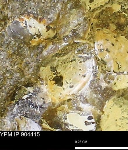 Corbulamella?