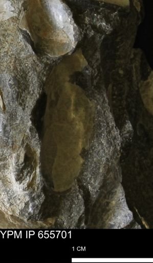 Pseudoptera?