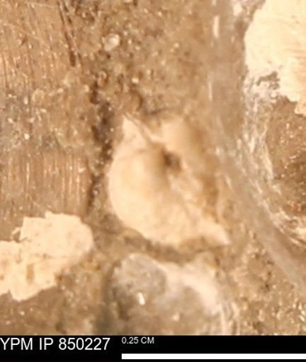 undet. Ammonoidea