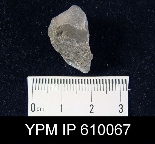 Meristella haskinsi