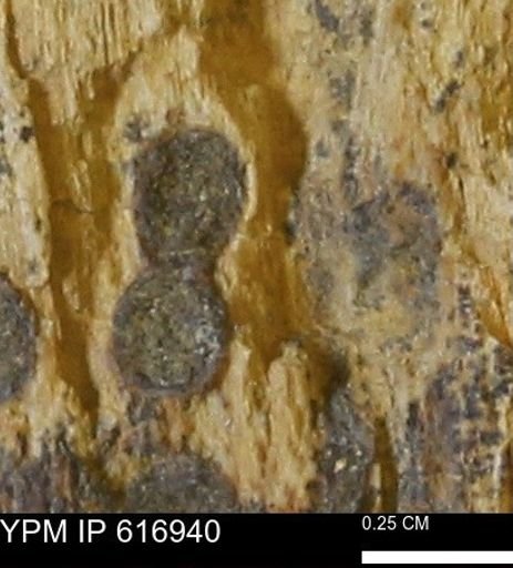 Teredo sp.