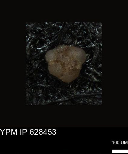 undet. Foraminiferida