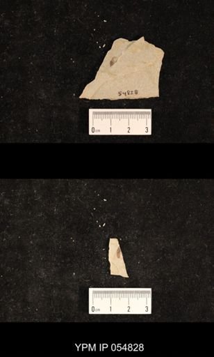 undet. Hexapoda