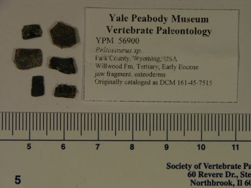 Peltosaurus sp.