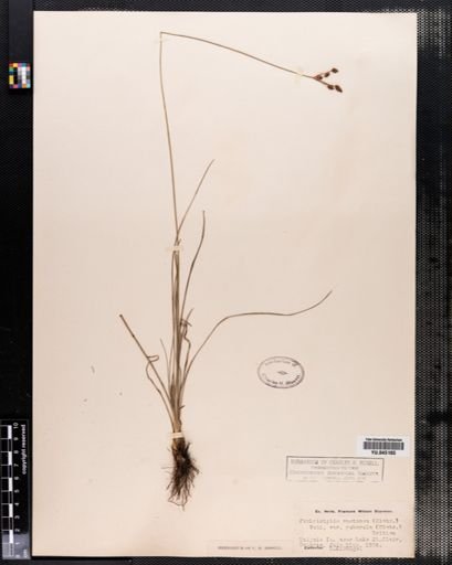 Fimbristylis castanea