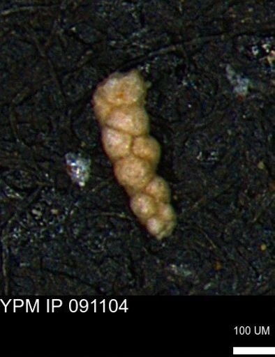Verneuilinoides kansasensis
