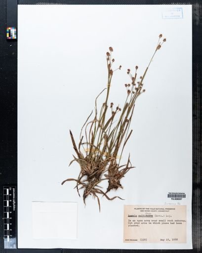 Luzula multiflora