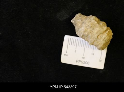 undet. Ichnofossil