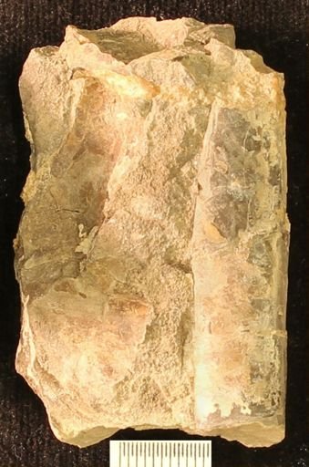 Baculites
