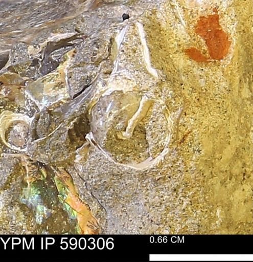 undet. Mollusca