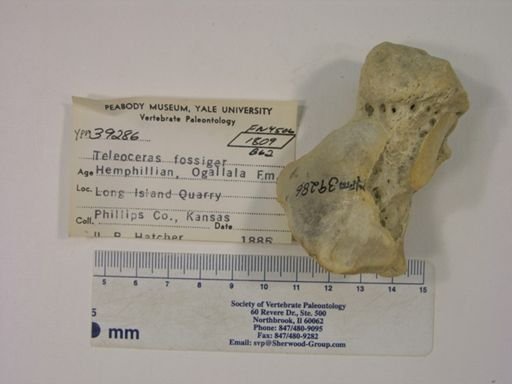 Teleoceras fossiger