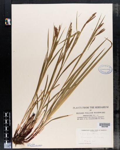 Carex gracillima