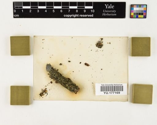 Plantae