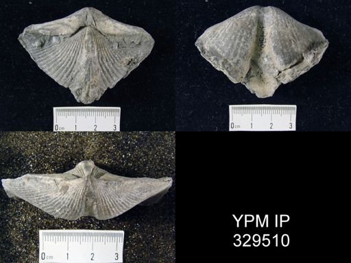 Spinocyrtia sp.
