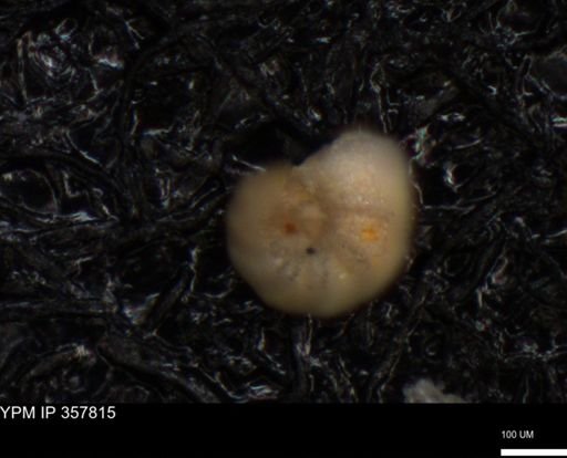 undet. Foraminiferida