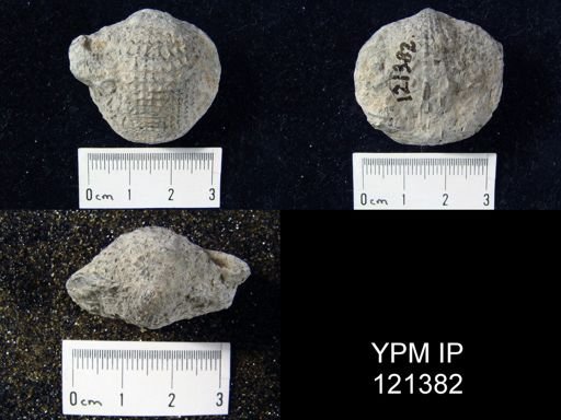 Atrypa aspera