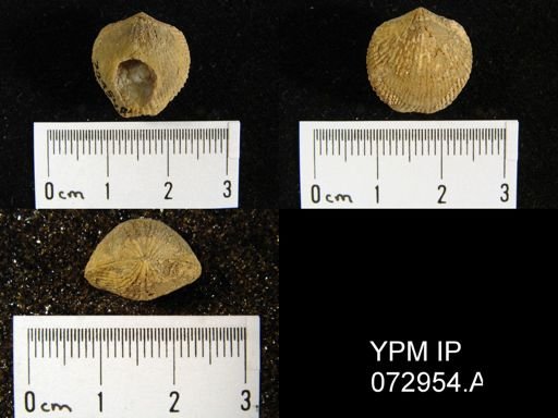 Atrypa tennesseensis