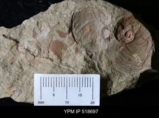 Pelecyogyra fezouataensis