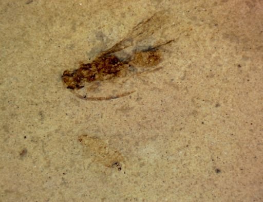 undet. Hymenoptera