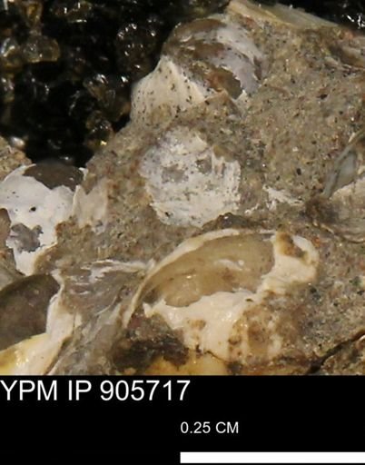 undet. Mollusca
