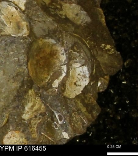 Protocardia subquadrata