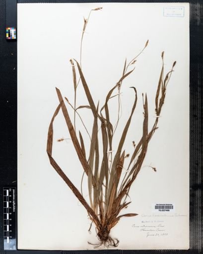 Carex laxiculmis